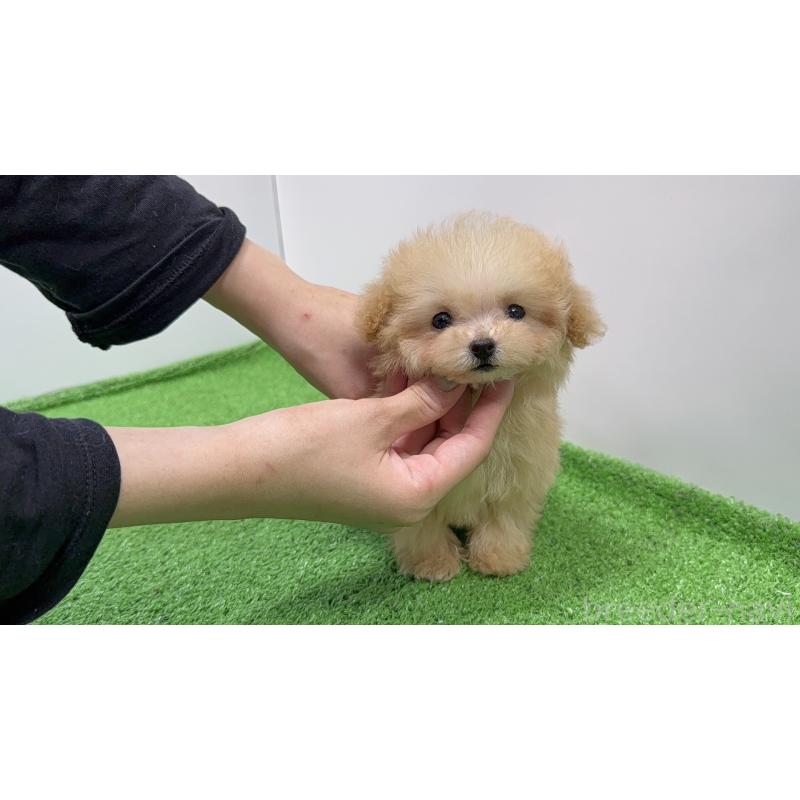 販売中の東京都のティーカッププードル-436233の6枚目