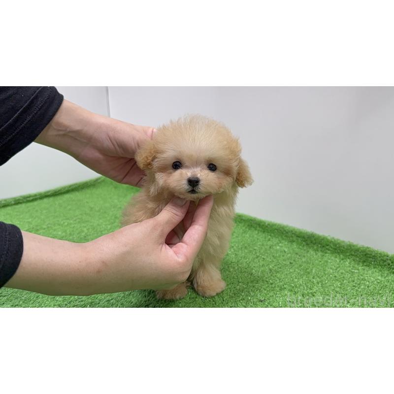 販売中の東京都のティーカッププードル-436233の4枚目