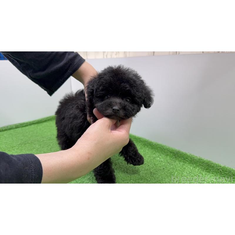 販売中の東京都のティーカッププードル-436235の7枚目