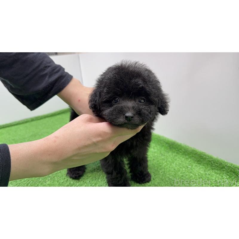 販売中の東京都のティーカッププードル-436235の6枚目