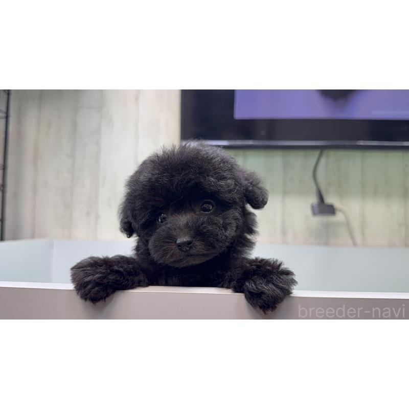 販売中の東京都のティーカッププードル-436235の5枚目