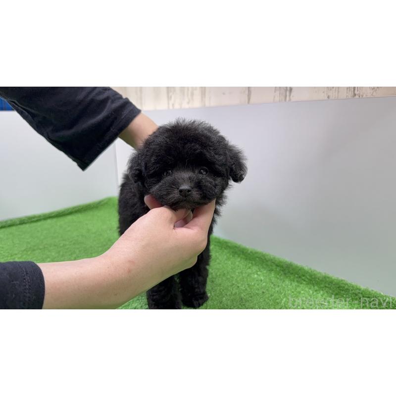 販売中の東京都のティーカッププードル-436235の3枚目