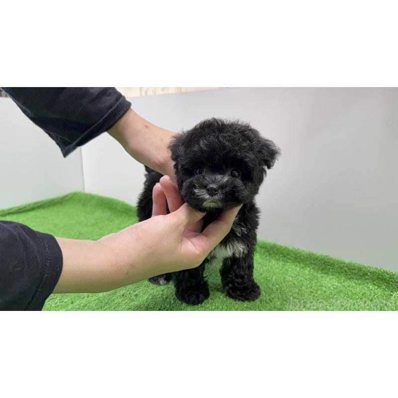 販売中の東京都のティーカッププードル-436236の8枚目