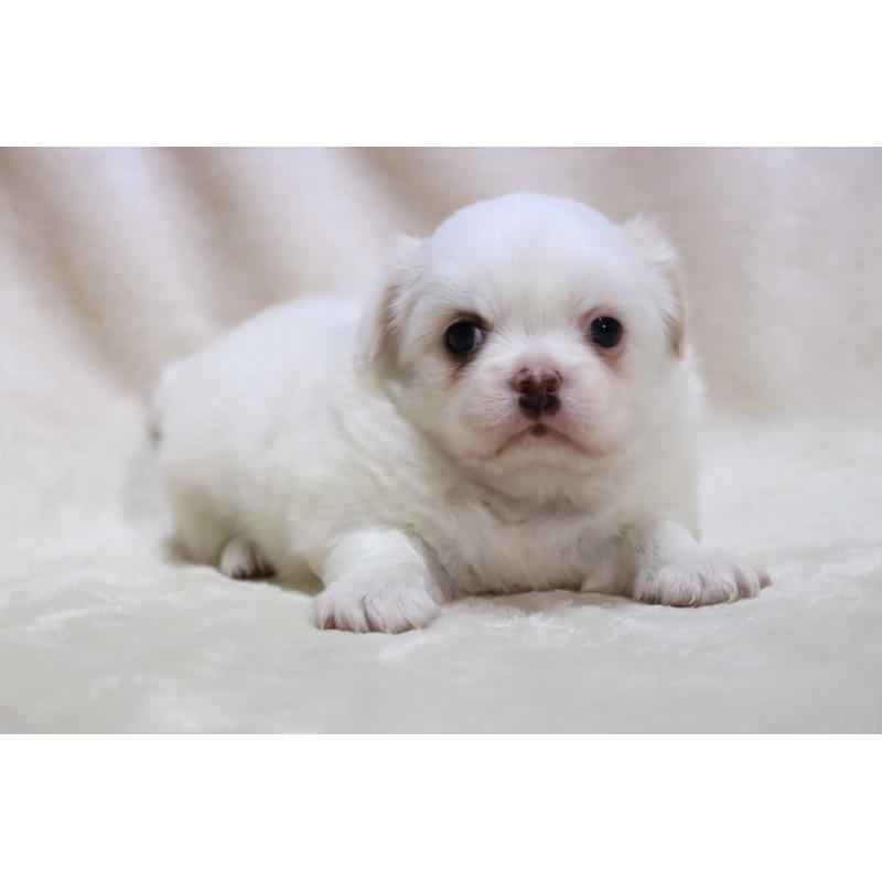 販売中の滋賀県のミックス犬-436239の11枚目