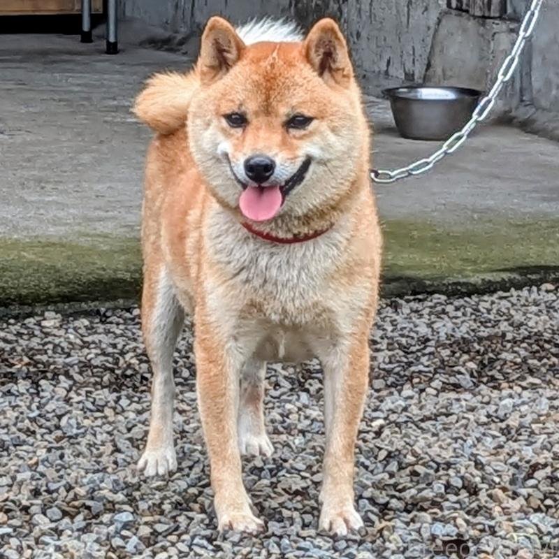 いちごちゃんちゃん1枚目