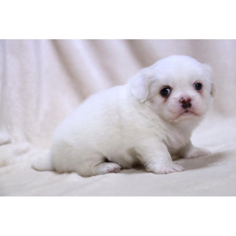 販売中の滋賀県のミックス犬-436239の10枚目