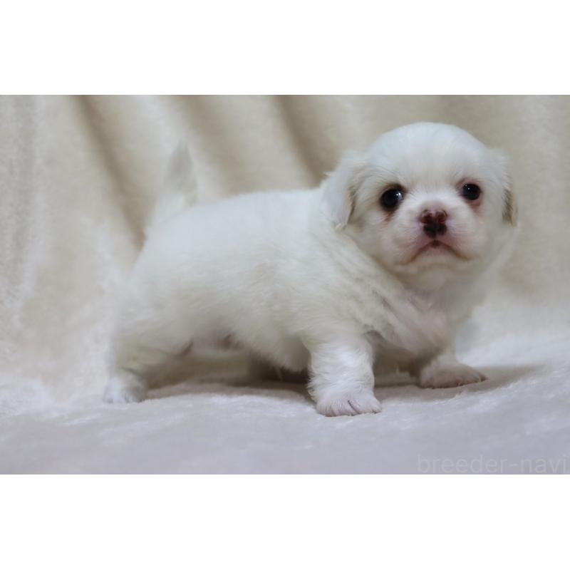 販売中の滋賀県のミックス犬-436239の9枚目