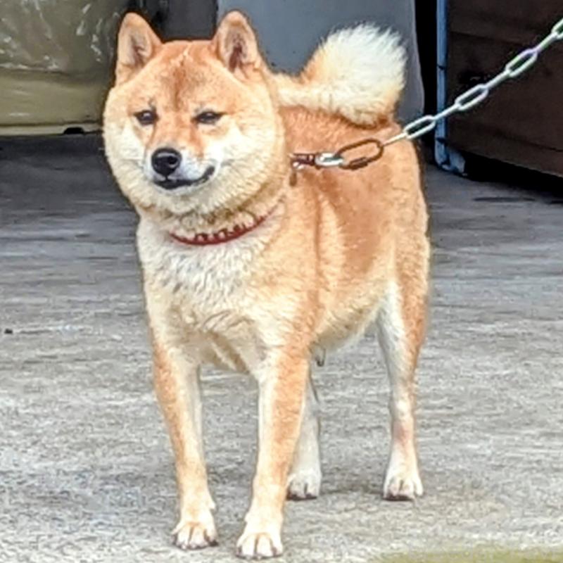 いちごちゃんちゃん1枚目