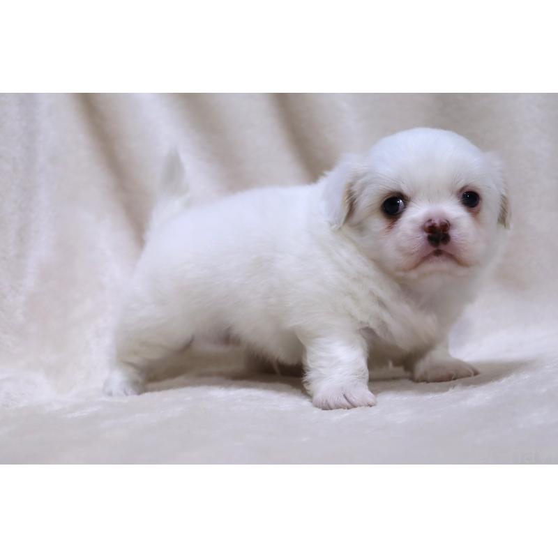 販売中の滋賀県のミックス犬-436239の8枚目