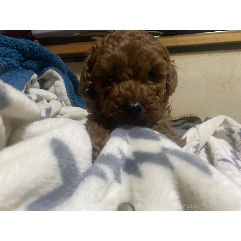 販売中の滋賀県のタイニープードル-436240の2枚目