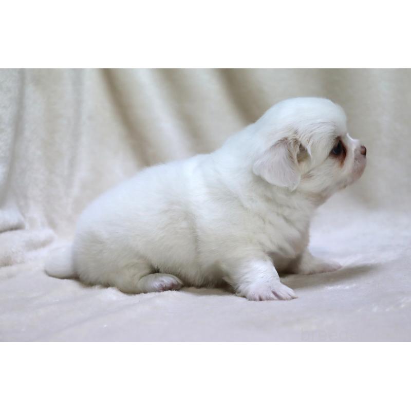 販売中の滋賀県のミックス犬-436239の7枚目