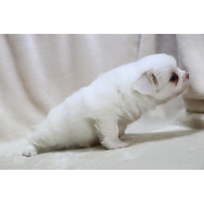 販売中の滋賀県のミックス犬-436239の5枚目