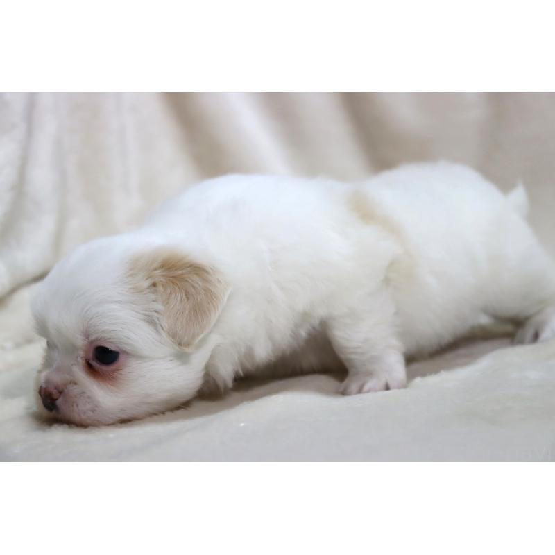 販売中の滋賀県のミックス犬-436239の3枚目