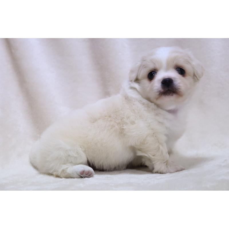 販売中の滋賀県のミックス犬-436242の9枚目