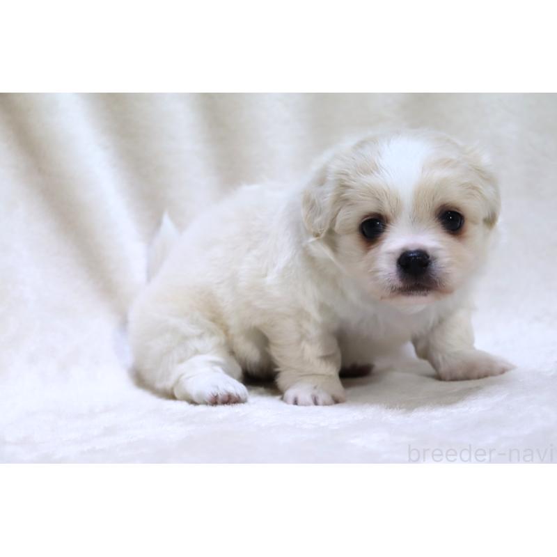 販売中の滋賀県のミックス犬-436242の6枚目