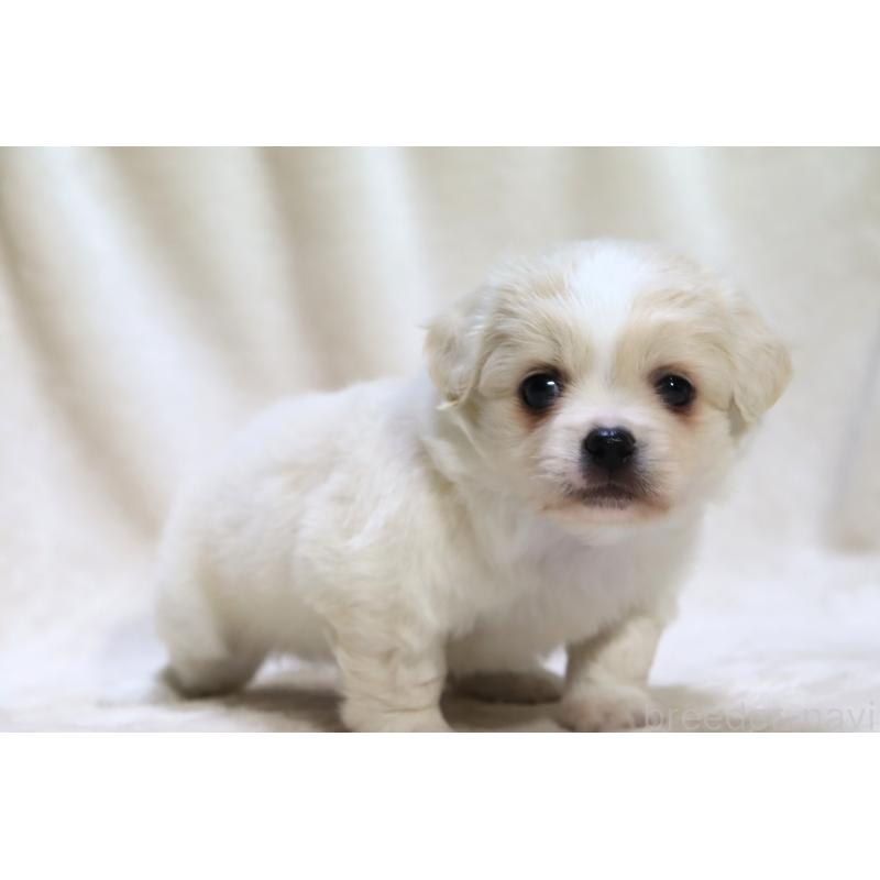 販売中の滋賀県のミックス犬-436242の5枚目