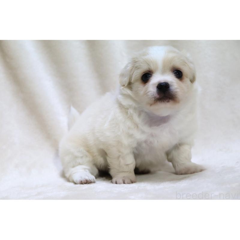 販売中の滋賀県のミックス犬-436242の4枚目