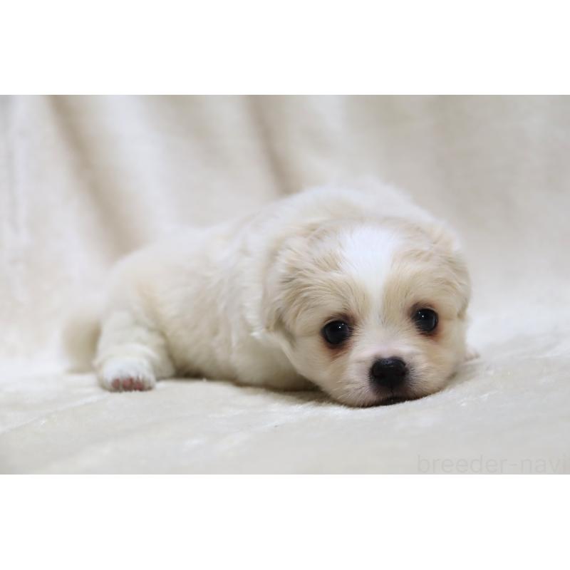 販売中の滋賀県のミックス犬-436242の2枚目