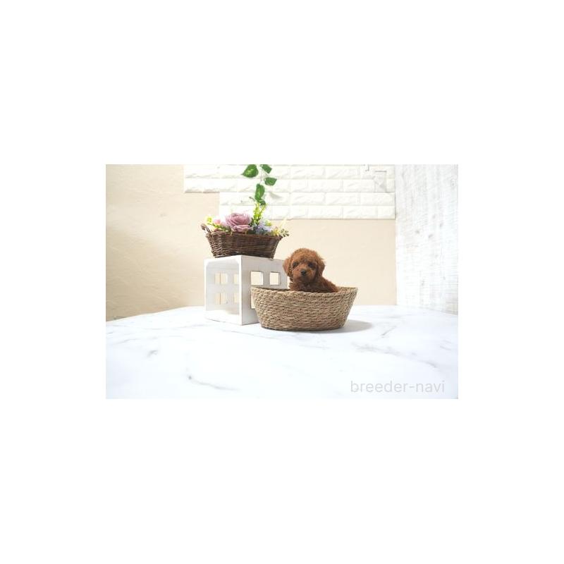 販売中の滋賀県のタイニープードル-436246の4枚目