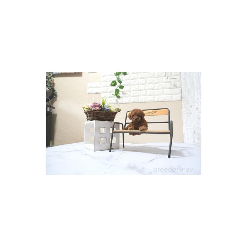 販売中の滋賀県のタイニープードル-436246の3枚目