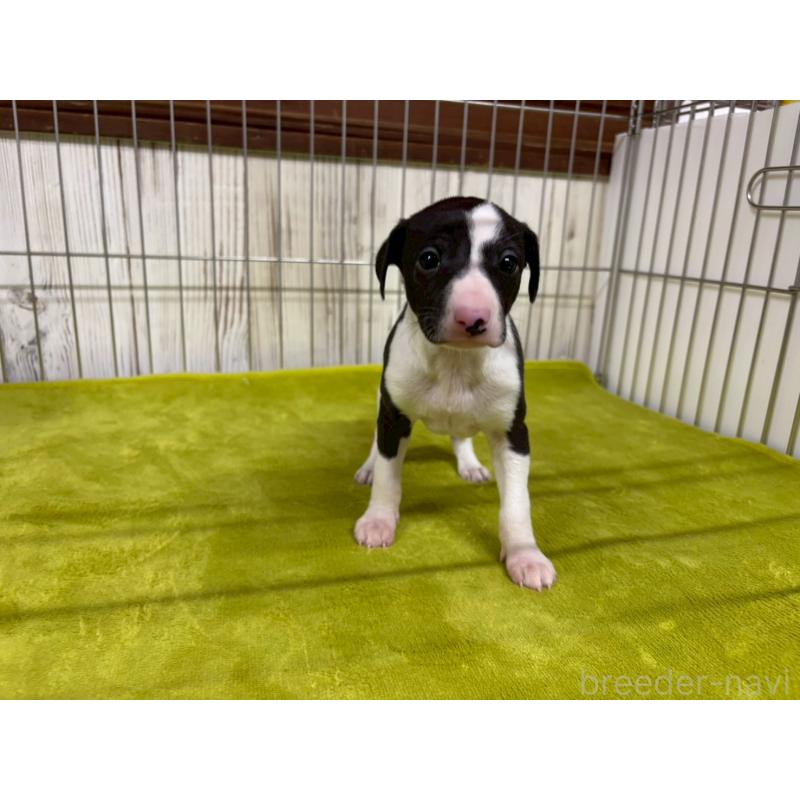 販売中の鹿児島県のイタリアングレーハウンド(イタグレ)-432176の6枚目