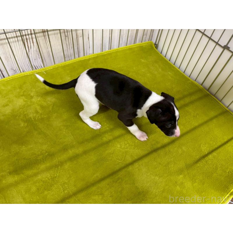 販売中の鹿児島県のイタリアングレーハウンド(イタグレ)-432176の5枚目