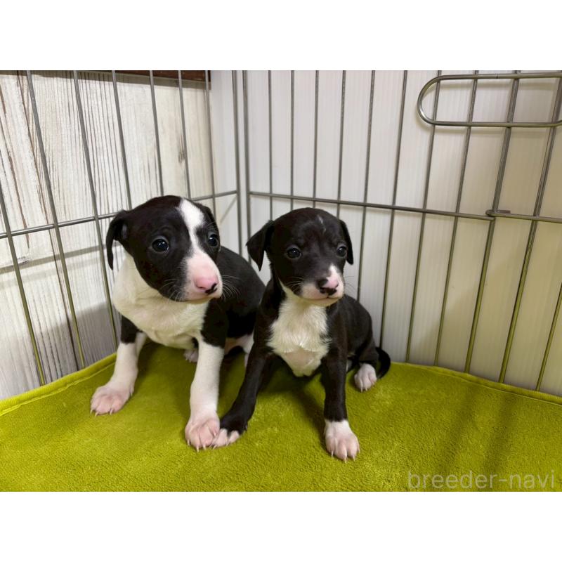 商談中の鹿児島県のイタリアングレーハウンド(イタグレ)-432179の4枚目