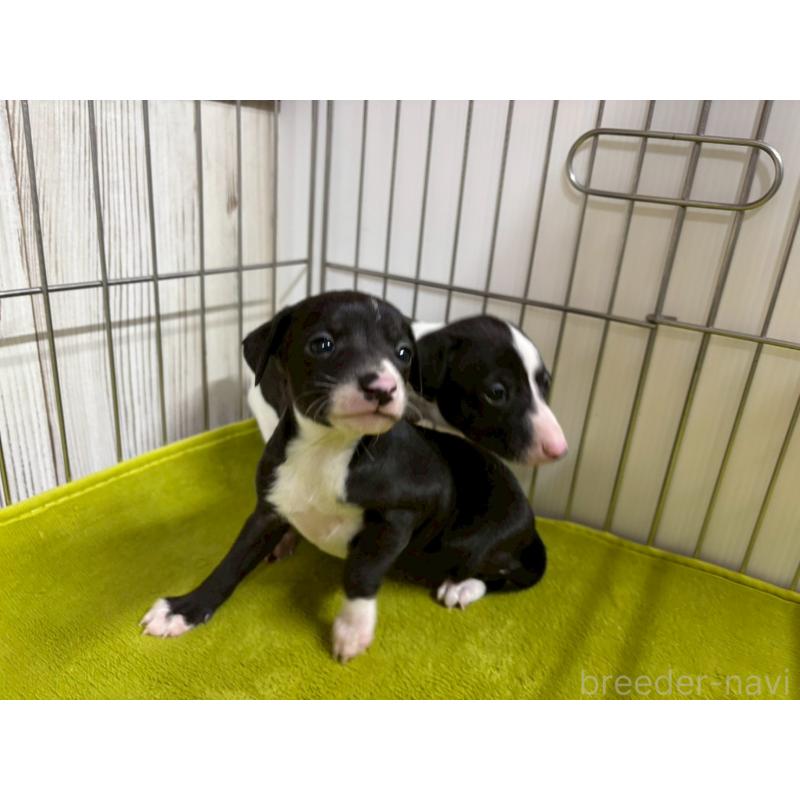 商談中の鹿児島県のイタリアングレーハウンド(イタグレ)-432179の2枚目