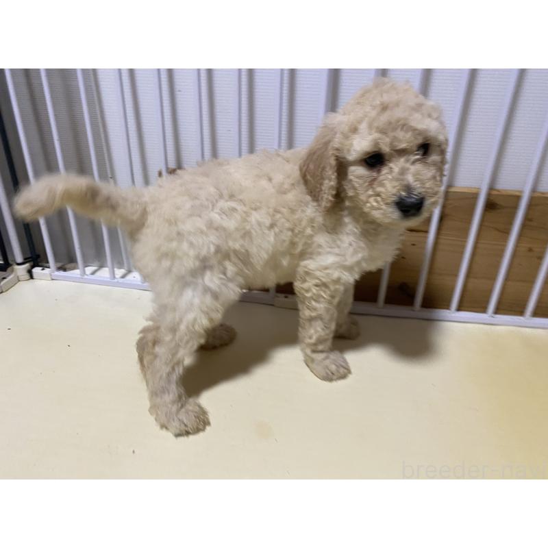 販売中の大阪府のゴールデンドゥードル:ゴールデンレトリーバー×プードル-436247の2枚目