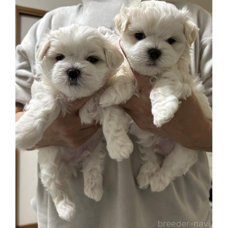 商談中の滋賀県のマルチーズ-430679の43枚目