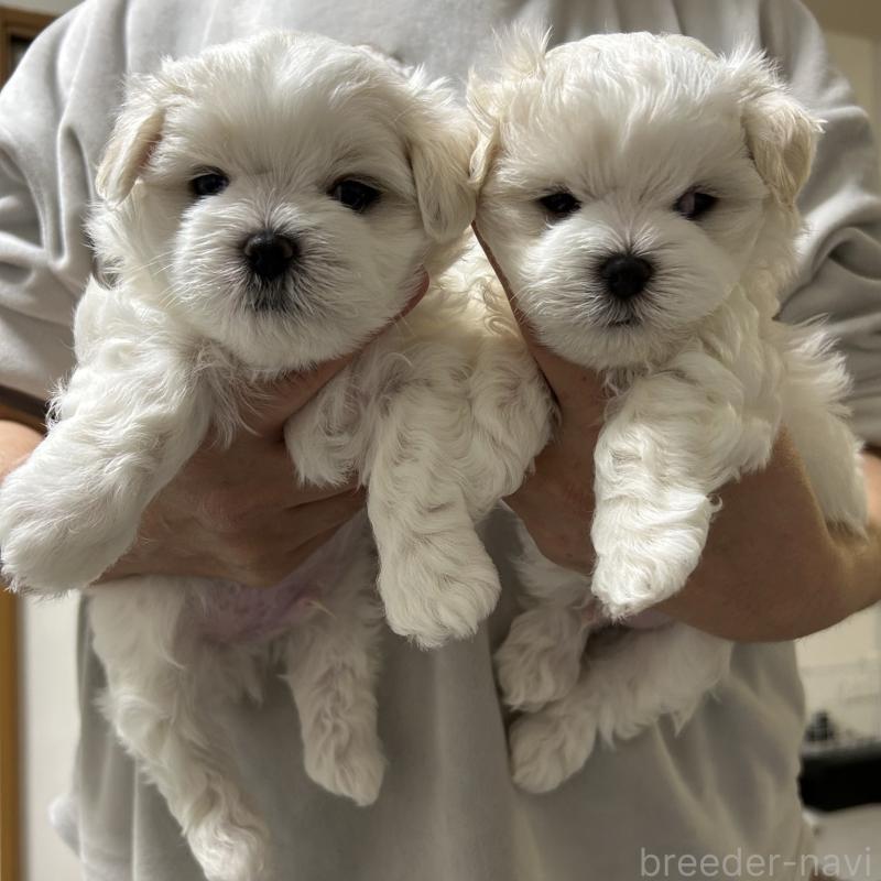 商談中の滋賀県のマルチーズ-430679の42枚目