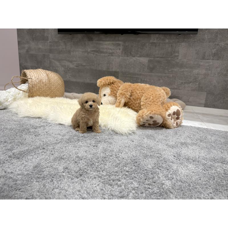 販売中の滋賀県のティーカッププードル-436249の7枚目