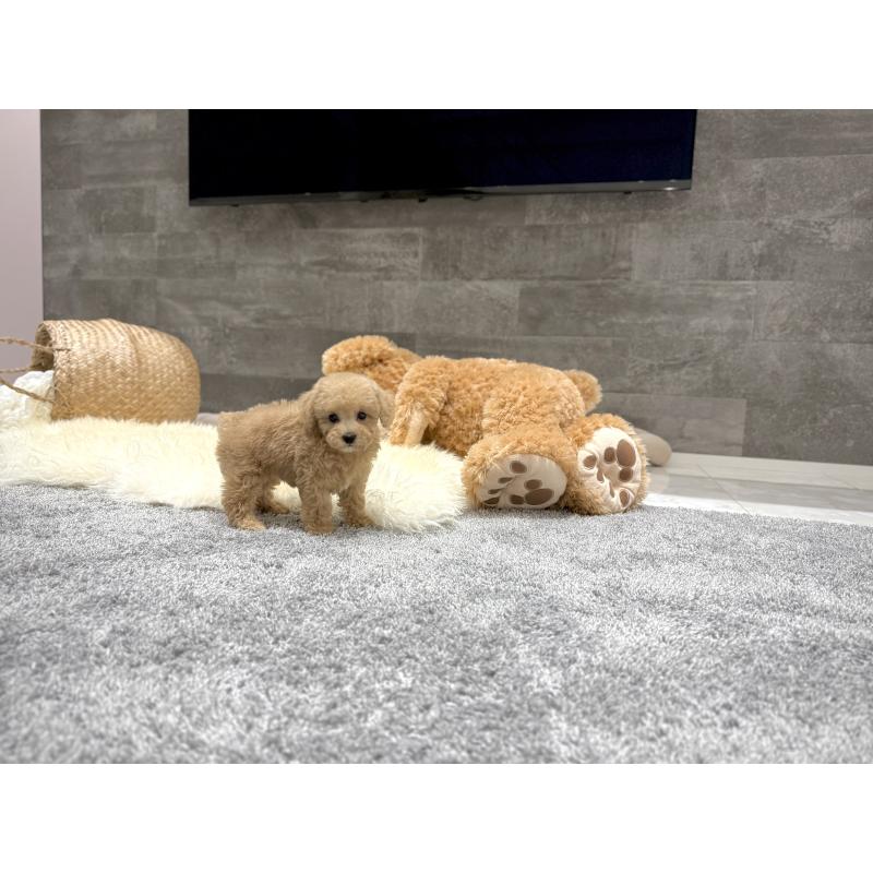 販売中の滋賀県のティーカッププードル-436249の6枚目