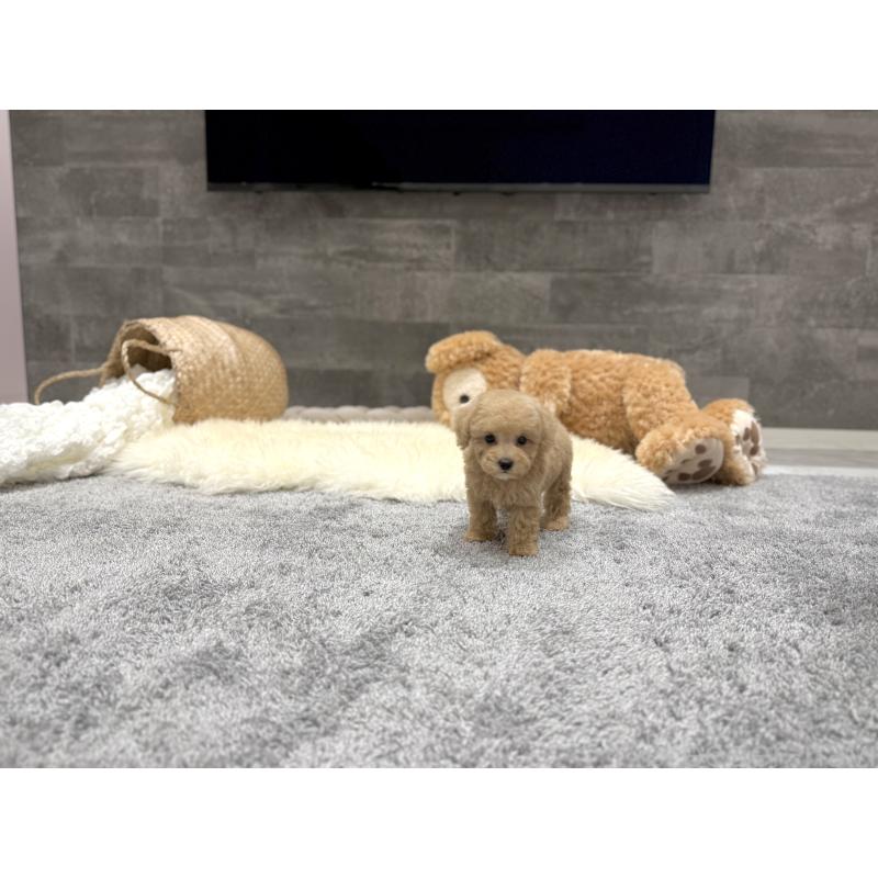 販売中の滋賀県のティーカッププードル-436249の4枚目