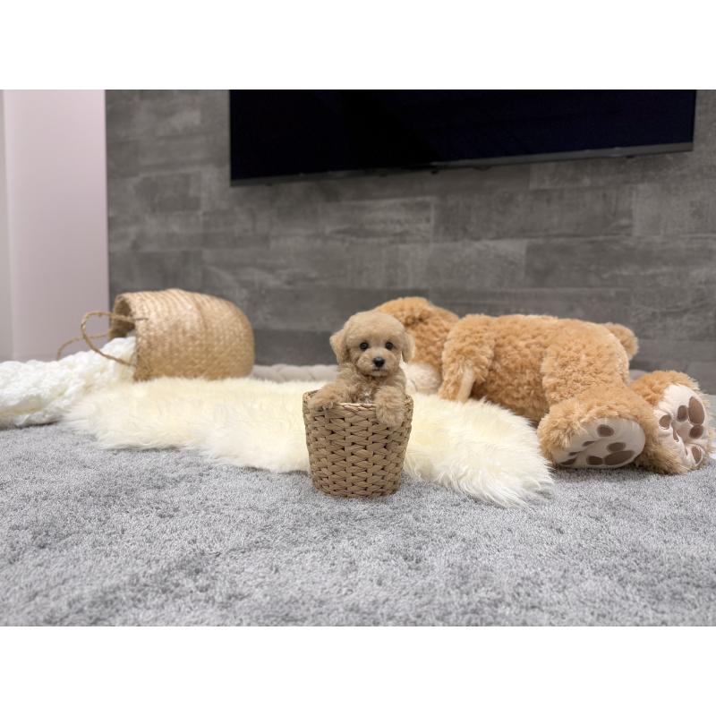 販売中の滋賀県のティーカッププードル-436249の3枚目