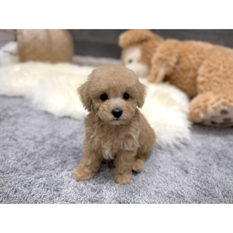 販売中の滋賀県のティーカッププードル-436249の2枚目