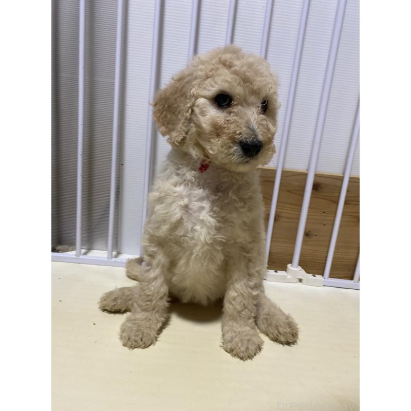 販売中の大阪府のゴールデンドゥードル:ゴールデンレトリーバー×プードル-436250の2枚目