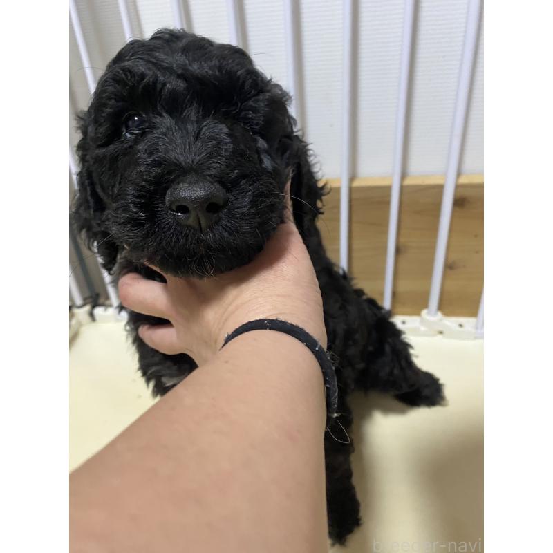 販売中の大阪府のゴールデンドゥードル:ゴールデンレトリーバー×プードル-436251