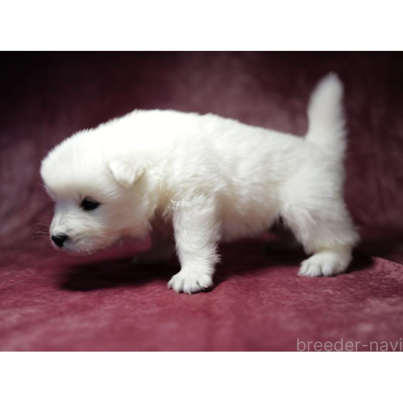 成約済の埼玉県のサモエド-433342の10枚目