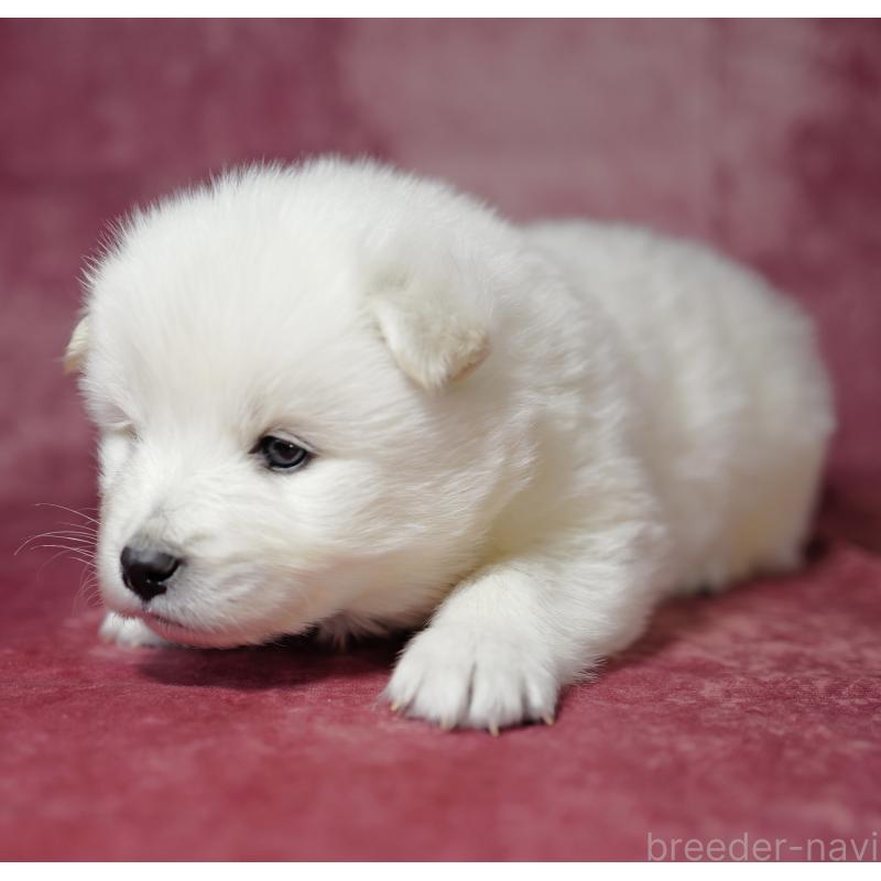 成約済の埼玉県のサモエド-433342の9枚目