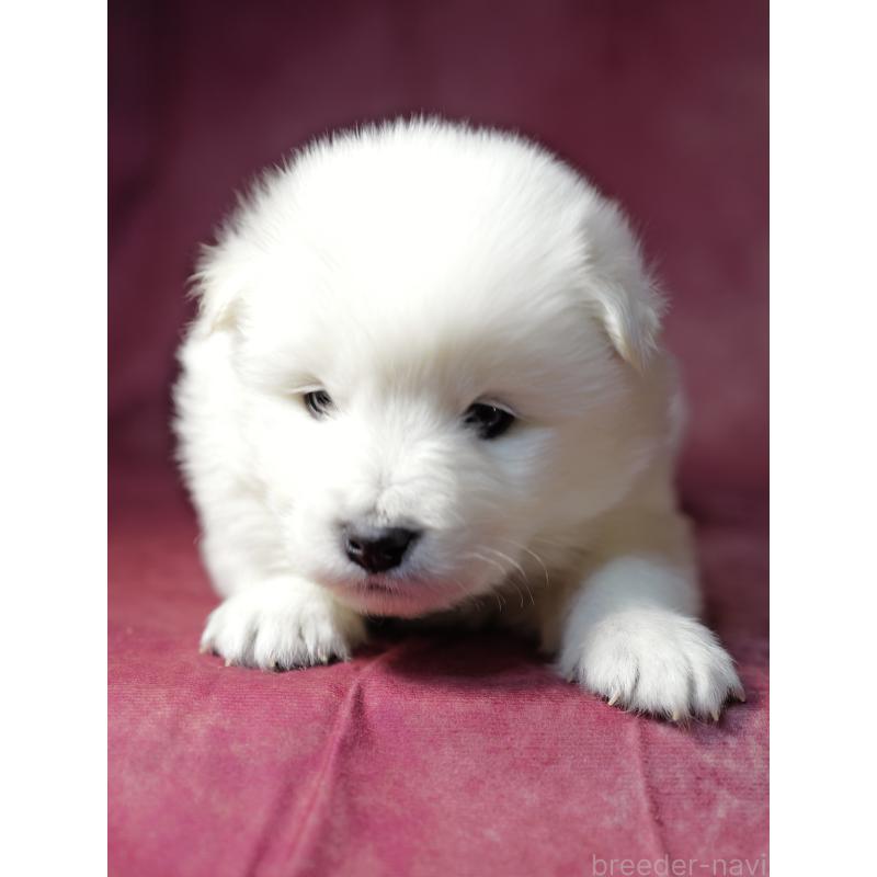 成約済の埼玉県のサモエド-433342の8枚目