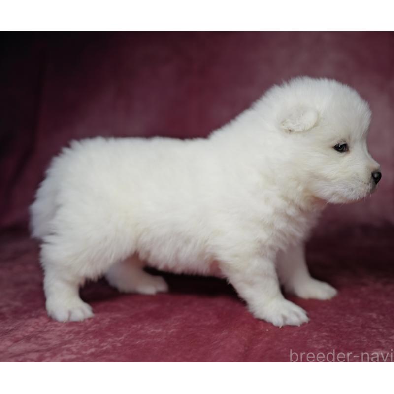 成約済の埼玉県のサモエド-433342の7枚目