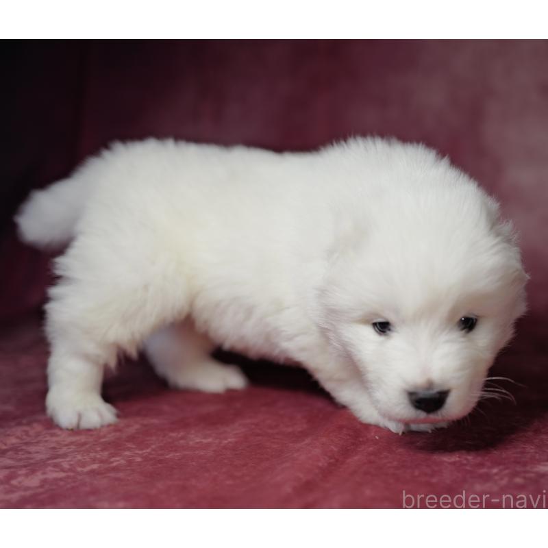 成約済の埼玉県のサモエド-433342の6枚目