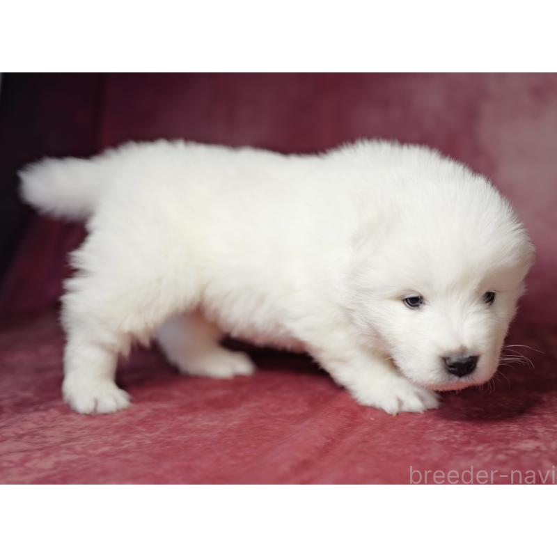 成約済の埼玉県のサモエド-433342の5枚目