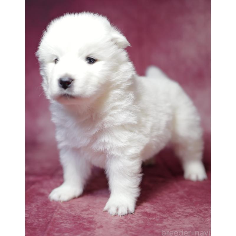 成約済の埼玉県のサモエド-433342の4枚目