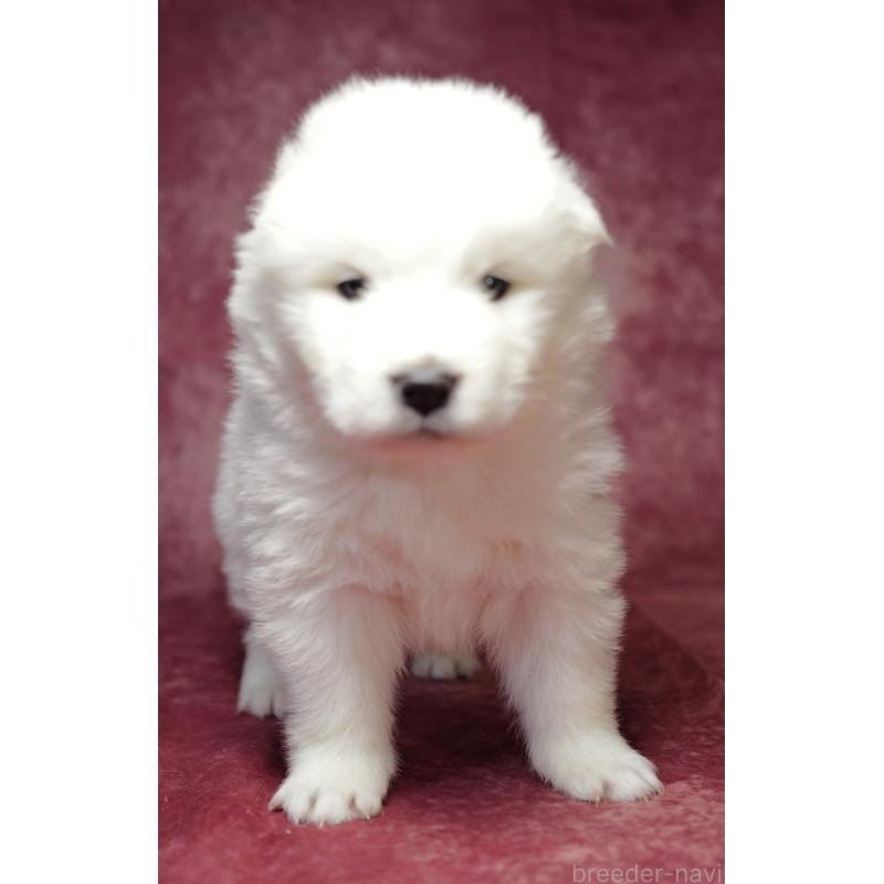 成約済の埼玉県のサモエド-433342の3枚目