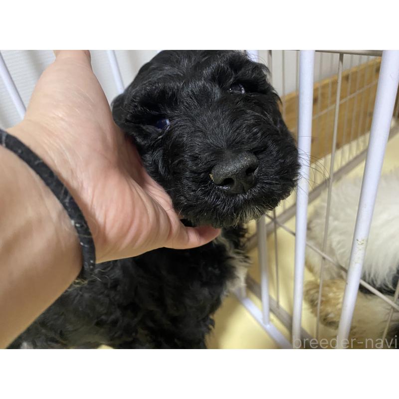 販売中の大阪府のゴールデンドゥードル:ゴールデンレトリーバー×プードル-436252