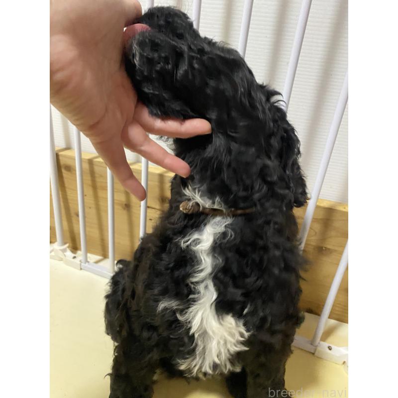 販売中の大阪府のゴールデンドゥードル:ゴールデンレトリーバー×プードル-436252の3枚目