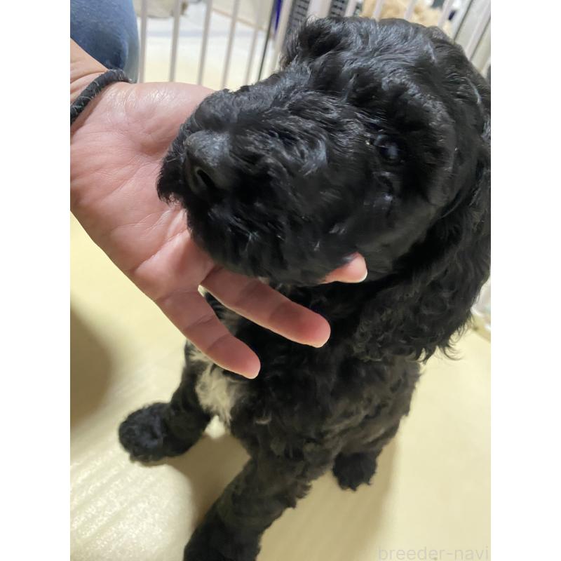 販売中の大阪府のゴールデンドゥードル:ゴールデンレトリーバー×プードル-436252の2枚目