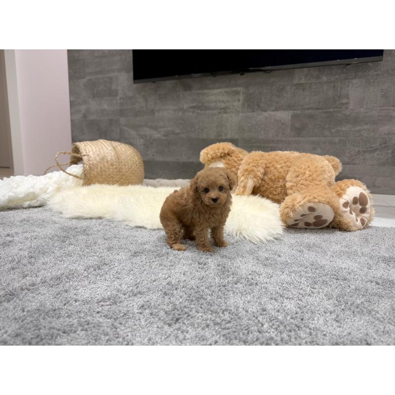 販売中の滋賀県のティーカッププードル-436253の6枚目